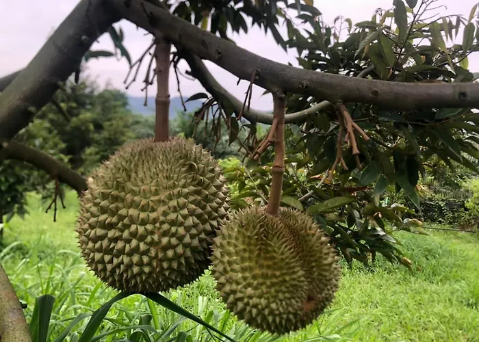 Durian Ecolodge