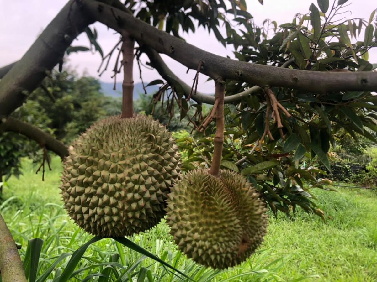 Durian * Tampin