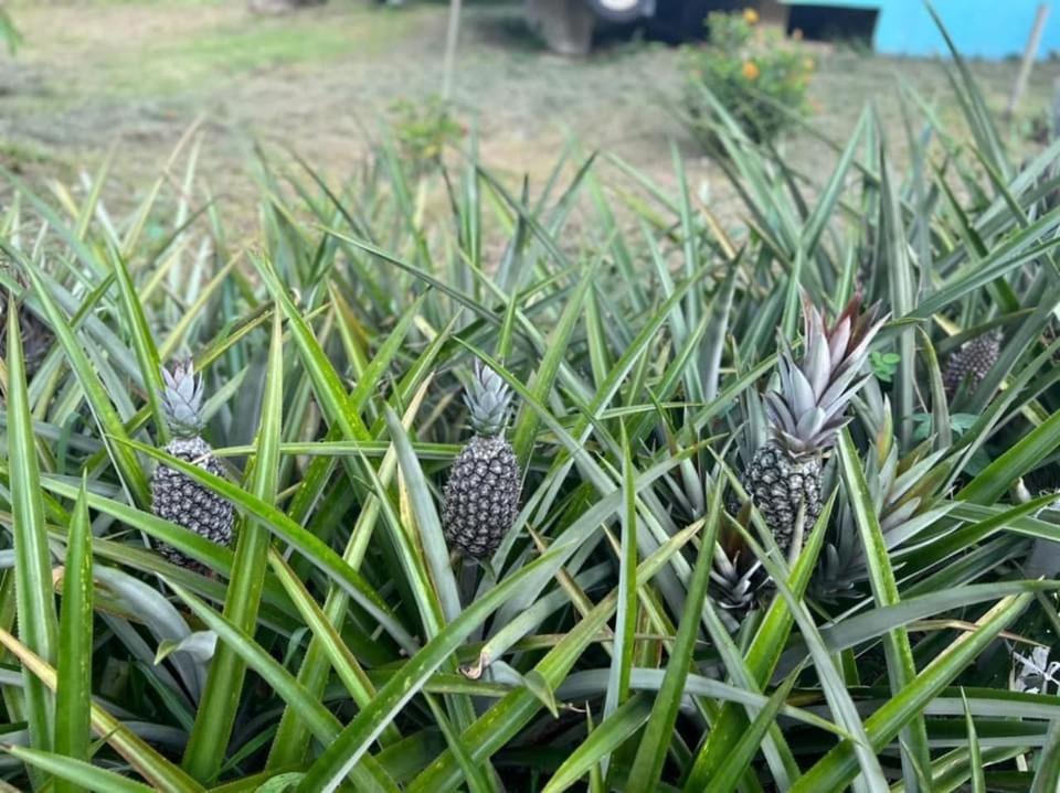 Durian