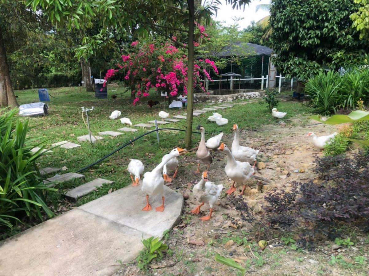 Farm stay Durian Tampin